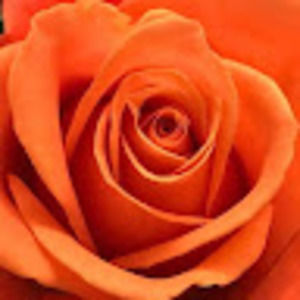 Meet your Posher, Mackenzie